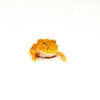 Apricot Pacman Frog (Ceratophrys cranwelli) DSC 8891 1024x 100x100