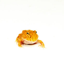 Apricot Pacman Frog (Ceratophrys cranwelli)