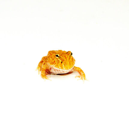 Apricot Pacman Frog (Ceratophrys cranwelli)