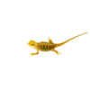 Hypo Citrus X Red Translucent Bearded Dragon #1 (15 grams)(Pogona vitticeps) DSC 8900 1024x 100x100