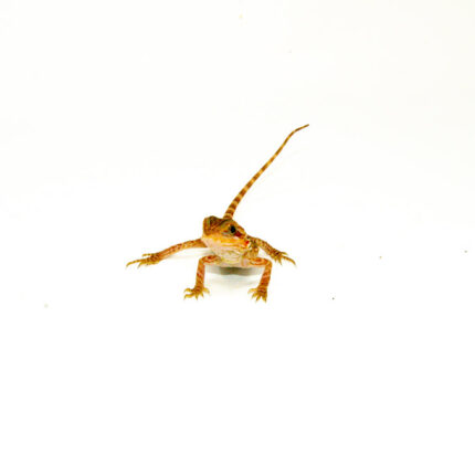 DSC 8901 1024x 430x430