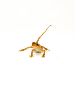 DSC 8902 1024x 247x296