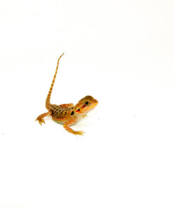 DSC 8903 1024x 247x296