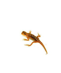 Leatherback Red Translucent Bearded Dragon #1 (15 grams)(Pogona vitticeps)