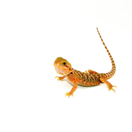 Leatherback Red Translucent Bearded Dragon #2 (15 grams)(Pogona vitticeps)