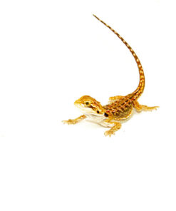 Red Dunner Bearded Dragon #1 (10 grams)(Pogona vitticeps)