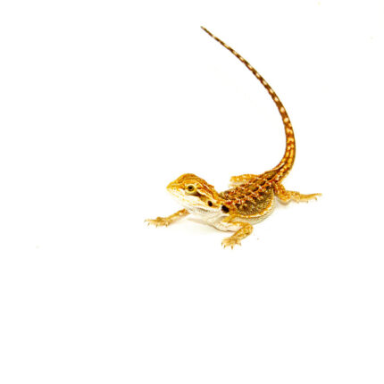 Red Dunner Bearded Dragon #1 (10 grams)(Pogona vitticeps)