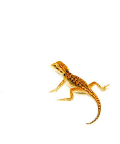 DSC 8919 1024x 247x296