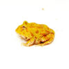 Albino Pacman Frogs