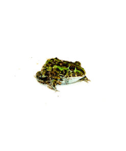 African Pixie Frog Baby (Pyxicephalus adspersus)