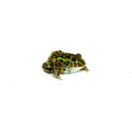 African Pixie Frog Baby (Pyxicephalus adspersus)