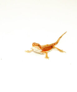 Red Dunner Bearded Dragon #3 (10 grams)(Pogona vitticeps)