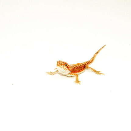 Red Dunner Bearded Dragon #3 (10 grams)(Pogona vitticeps)