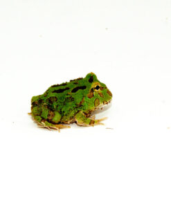 Green Pacman Frog (Ceratophrys cranwelli)