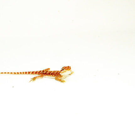 DSC 8944 1024x 430x430
