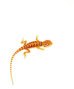 Red Dunner Bearded Dragon #4 (10 grams)(Pogona vitticeps)