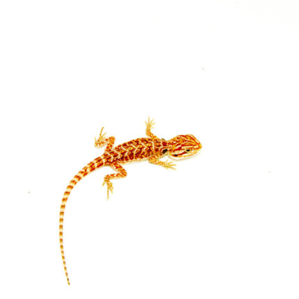 Red Dunner Bearded Dragon #4 (10 grams)(Pogona vitticeps)