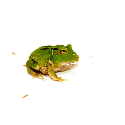 Four Spot Green Pacman Frog (Ceratophrys cranwelli)