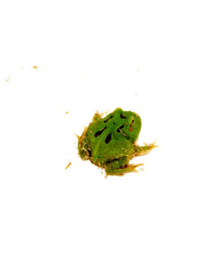 DSC 8950 1024x 247x296