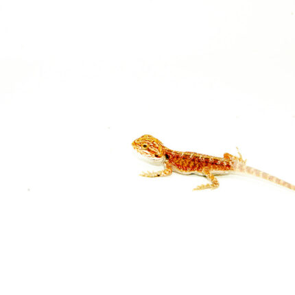 Red Dunner Bearded Dragon #5 (10 grams)(Pogona vitticeps)