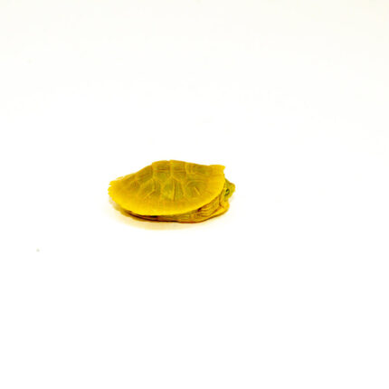 Lime Rio Grande Red Eared Sliders (Trachemys elegans)