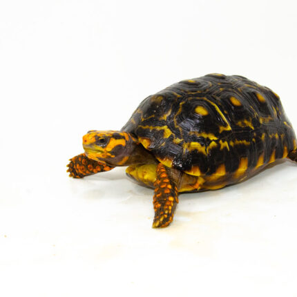 Brazilian Cherryhead Red Foot Tortoise Adult Female 3 - #BCRFTAF3