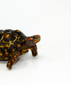 DSC 9244 1024x 247x296