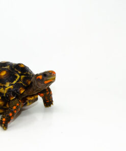 DSC 9245 1024x 247x296