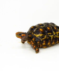 DSC 9247 1024x 247x296