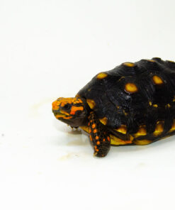 DSC 9253 1024x 247x296