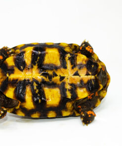 DSC 9254 1024x 247x296