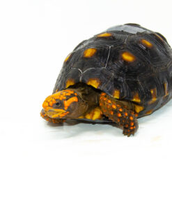 DSC 9266 1024x 247x296