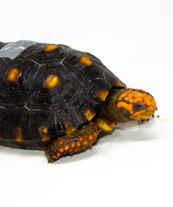 DSC 9267 1024x 247x296