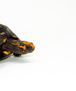 DSC 9270 2 1024x 247x296