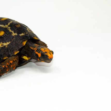 Brazilian Cherryhead Red Foot Tortoise Adult Female 7 - #BCRFTAF7