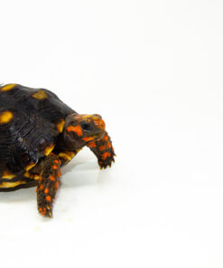 DSC 9275 1024x 247x296