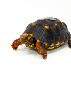 DSC 9276 1024x 247x296