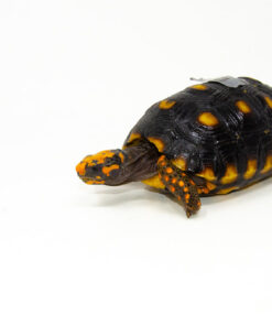 DSC 9280 1024x 247x296