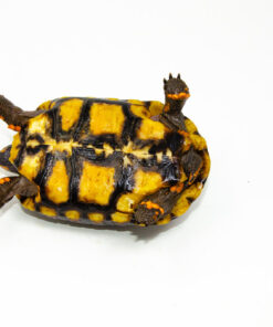 DSC 9281 1024x 247x296