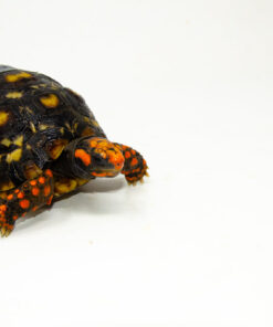 Brazilian Cherryhead Red Foot Tortoise Adult Female 10 - #BCRFTAF10