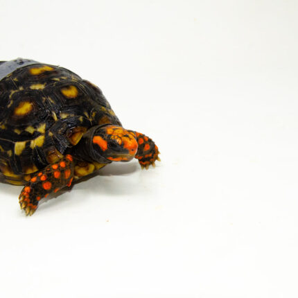 Brazilian Cherryhead Red Foot Tortoise Adult Female 10 - #BCRFTAF10