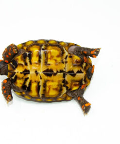 Alternative view of Brazilian Cherryhead Red Foot Tortoise Adult Female 10 - #BCRFTAF10