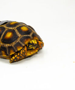 Alternative view of Brazilian Cherryhead Red Foot Tortoise Adult Female 11 - #BCRFTAF11