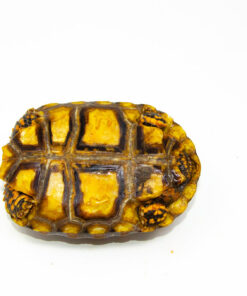Brazilian Cherryhead Red Foot Tortoise Adult Female 11 - #BCRFTAF11