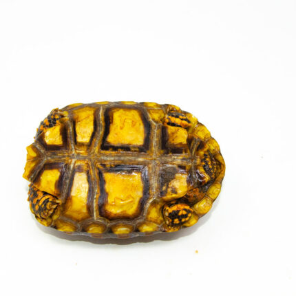 Brazilian Cherryhead Red Foot Tortoise Adult Female 11 - #BCRFTAF11