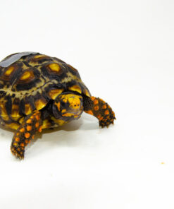 Brazilian Cherryhead Red Foot Tortoise Adult Female 12 - #BCRFTAF12