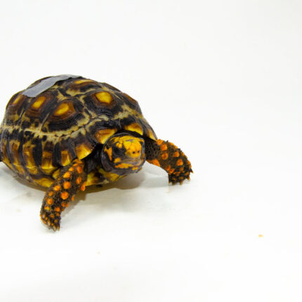 Brazilian Cherryhead Red Foot Tortoise Adult Female 12 - #BCRFTAF12