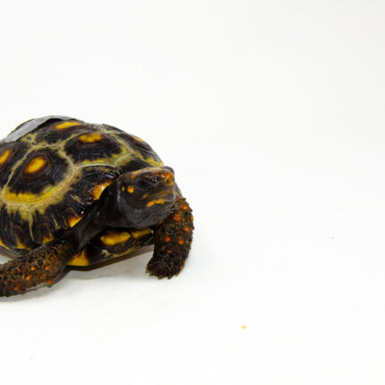 Alternative view of Brazilian Cherryhead Red Foot Tortoise Adult Female 13 - #BCRFTAF13
