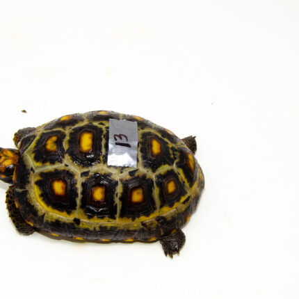 Brazilian Cherryhead Red Foot Tortoise Adult Female 13 - #BCRFTAF13