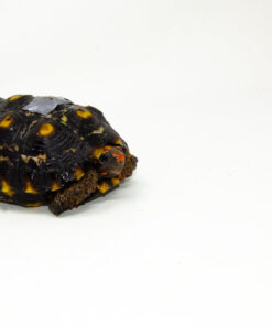 Alternative view of Brazilian Cherryhead Red Foot Tortoise Adult Female 14- #BCRFTAF14